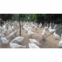 石家莊順鑫孵化廠 專業(yè)孵化，品質(zhì)鵝苗與家禽孵化服務(wù)