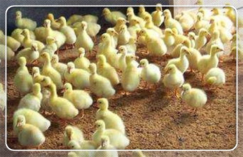 株洲市鵝雛批發(fā)首選 萬家興肉鵝孵化廠，專業(yè)家禽孵化服務(wù)，助力養(yǎng)殖業(yè)發(fā)展