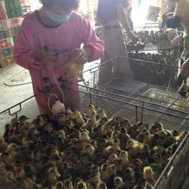 廣西龍發(fā)家禽孵化 深耕西鄉(xiāng)塘，專注優(yōu)質(zhì)鴨苗孵化