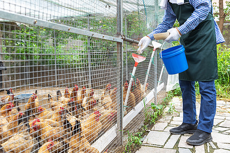 養(yǎng)雞場小雞孵化 家禽孵化的關(guān)鍵技術(shù)與實(shí)踐
